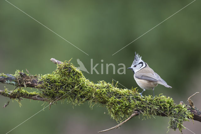 Kuifmees (Parus cristatus)