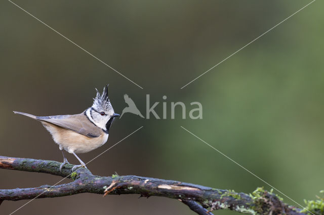 Kuifmees (Parus cristatus)