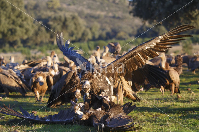 Monniksgier (Aegypius monachus)