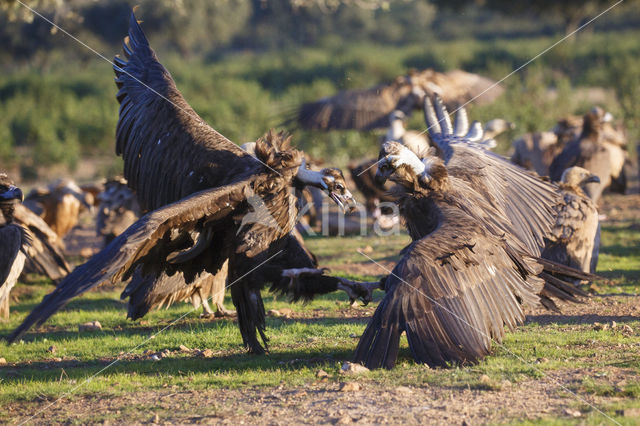 Monniksgier (Aegypius monachus)