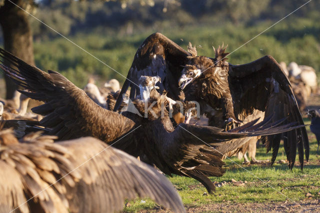 Cinereous Vulture