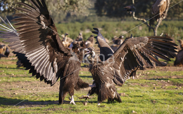 Monniksgier (Aegypius monachus)