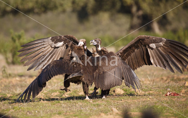 Monniksgier (Aegypius monachus)