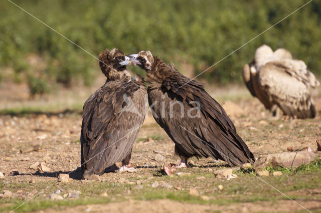 Monniksgier (Aegypius monachus)