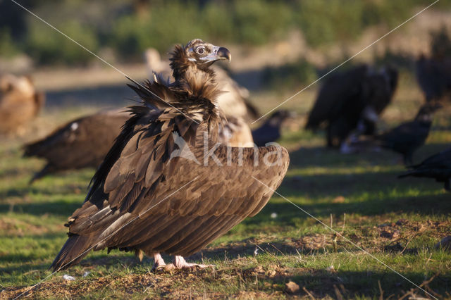 Cinereous Vulture