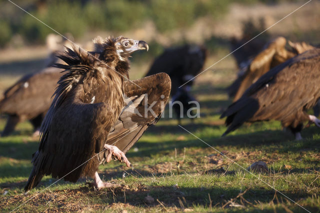 Cinereous Vulture