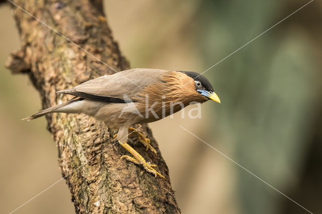 Pagodespreeuw (Sturnus pagodarum)