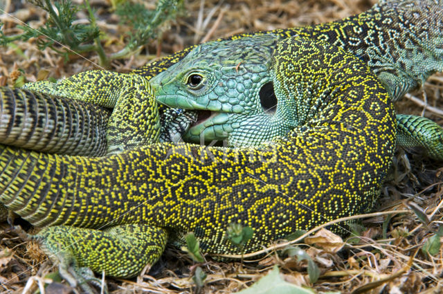 Parelhagedis (Lacerta lepida)