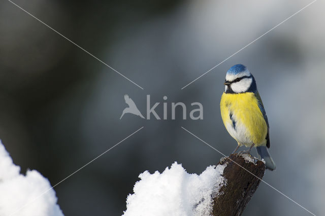 Blue Tit (Parus caeruleus)