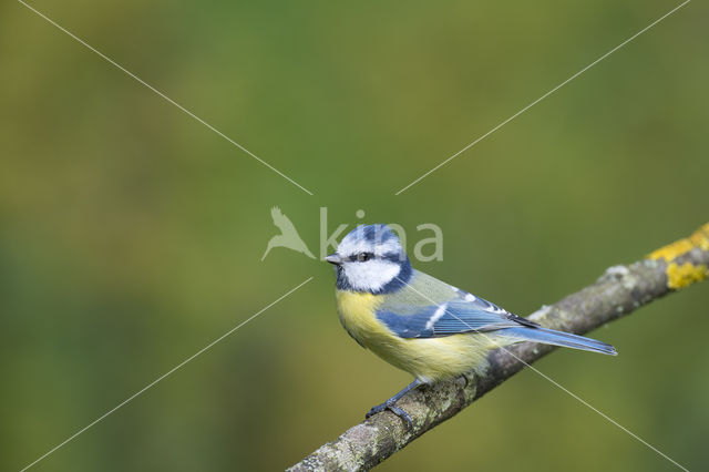 Blue Tit (Parus caeruleus)