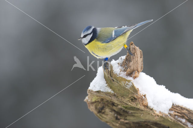 Pimpelmees (Parus caeruleus)