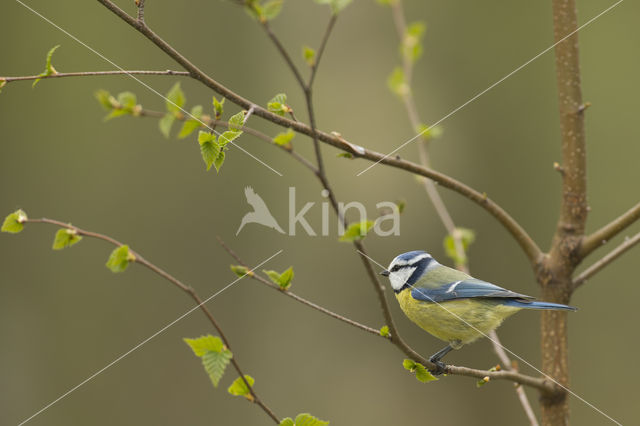 Blue Tit (Parus caeruleus)