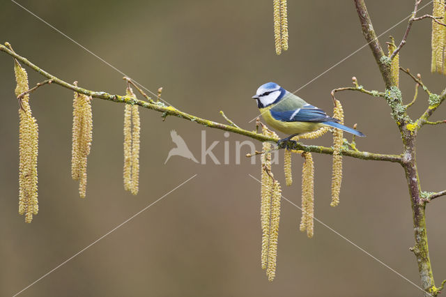 Blue Tit (Parus caeruleus)