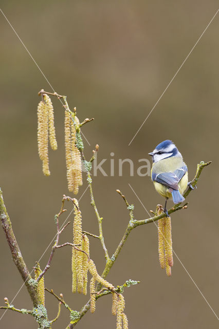 Pimpelmees (Parus caeruleus)