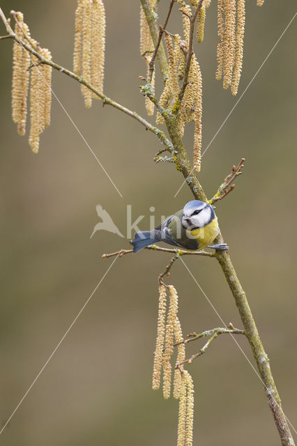 Blue Tit (Parus caeruleus)