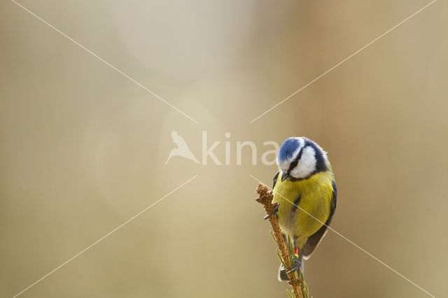 Blue Tit (Parus caeruleus)