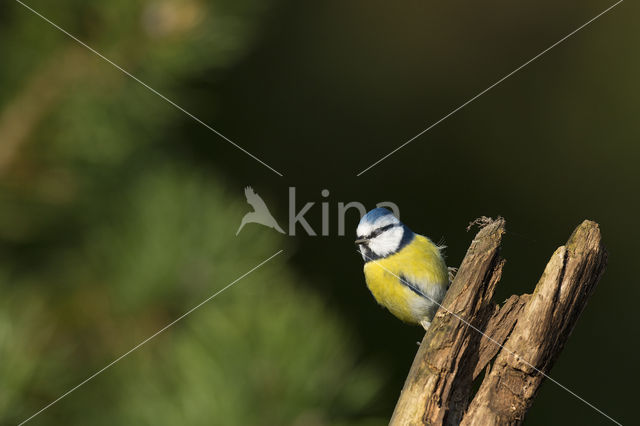 Pimpelmees (Parus caeruleus)