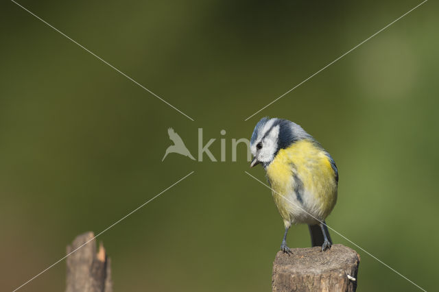 Blue Tit (Parus caeruleus)