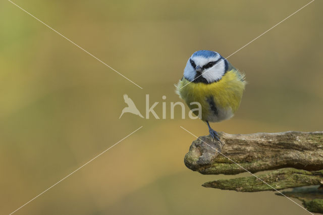 Blue Tit (Parus caeruleus)