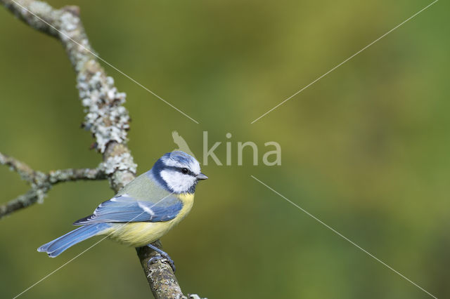 Pimpelmees (Parus caeruleus)