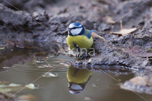 Pimpelmees (Parus caeruleus)