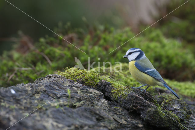 Blue Tit (Parus caeruleus)