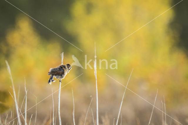 Rietgors (Emberiza schoeniclus)