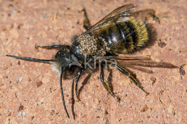 Rosse metselbij (Osmia bicornis)