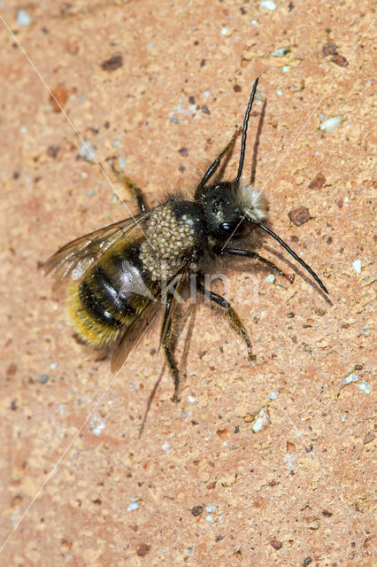 Rosse metselbij (Osmia bicornis)