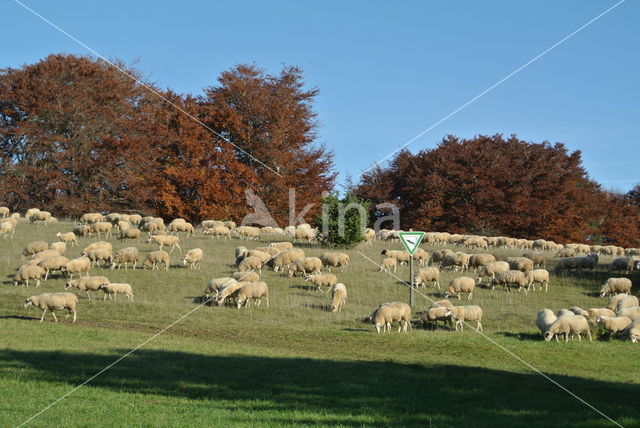 Schaap (Ovis domesticus)