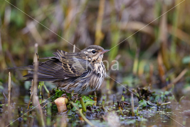 Olive-backed Pipit (Anthus hodgsoni)