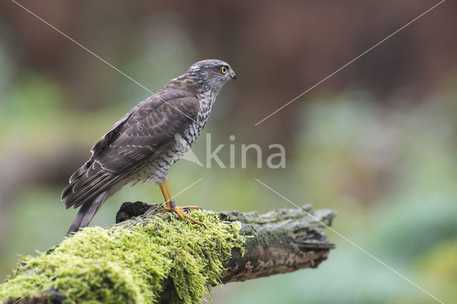 Sperwer (Accipiter nisus)