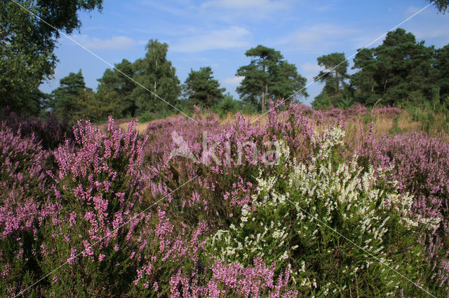 Struikheide