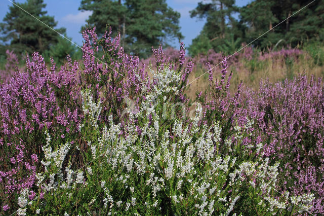 Struikheide