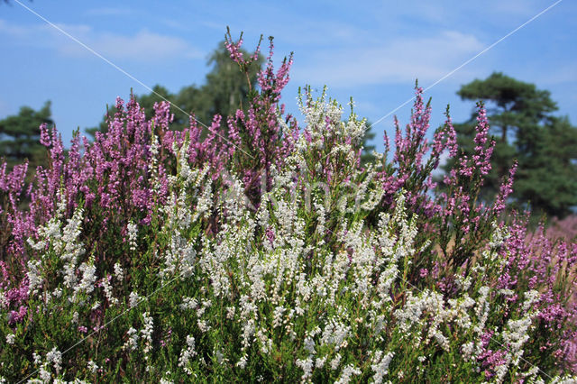 Struikheide