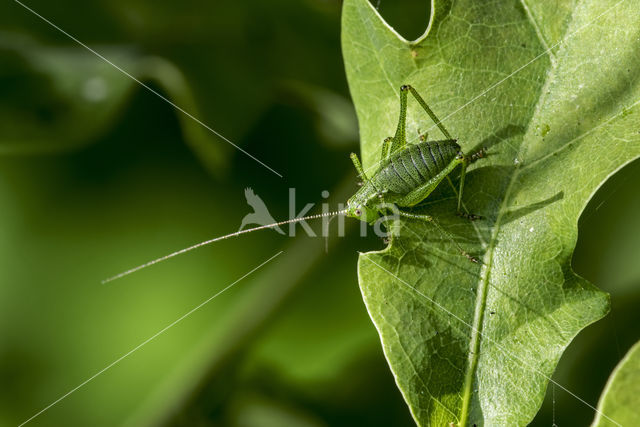 Struiksprinkhaan (Leptophyes punctatissima)