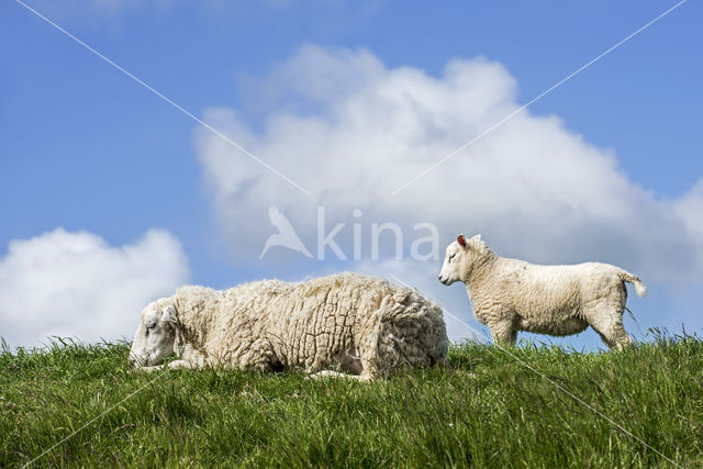 Texelaar schaap (Ovis aries)