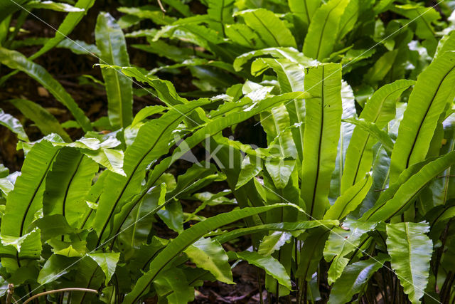 Tongvaren (Asplenium scolopendrium)