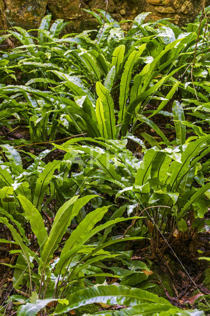 Tongvaren (Asplenium scolopendrium)