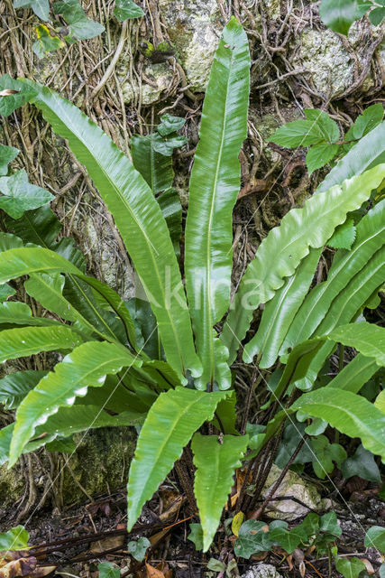 Tongvaren (Asplenium scolopendrium)