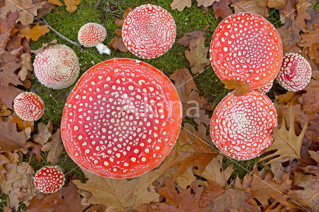 Vliegenzwam (Amanita muscaria)