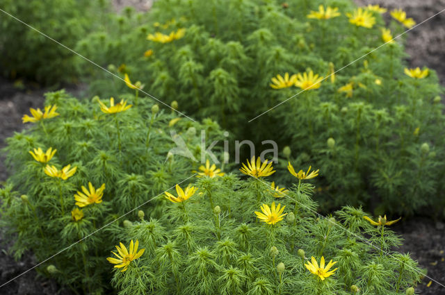 Voorjaarsadonis (Adonis vernalis)