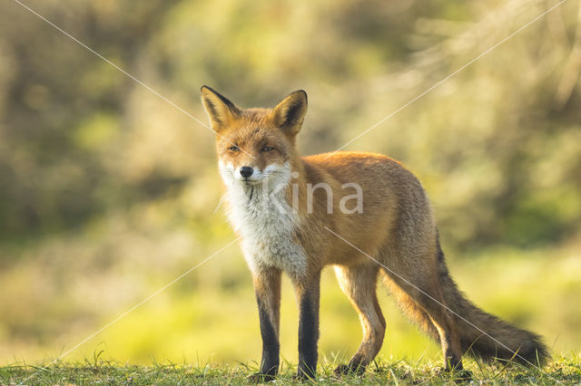 Vos (Vulpes vulpes)