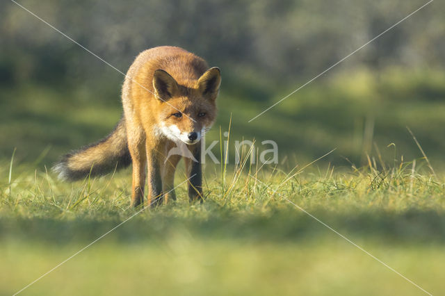 Vos (Vulpes vulpes)