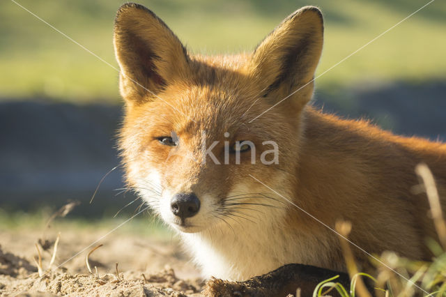 Vos (Vulpes vulpes)