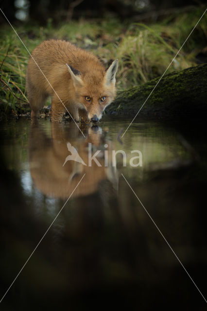 Vos (Vulpes vulpes)