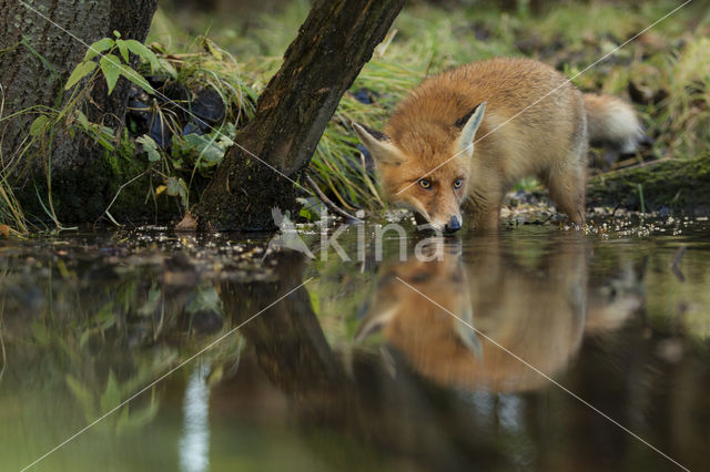 Fox (Vulpes vulpes)