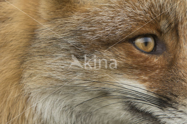 Vos (Vulpes vulpes)