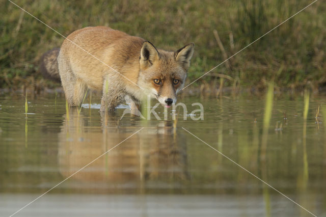 Fox (Vulpes vulpes)