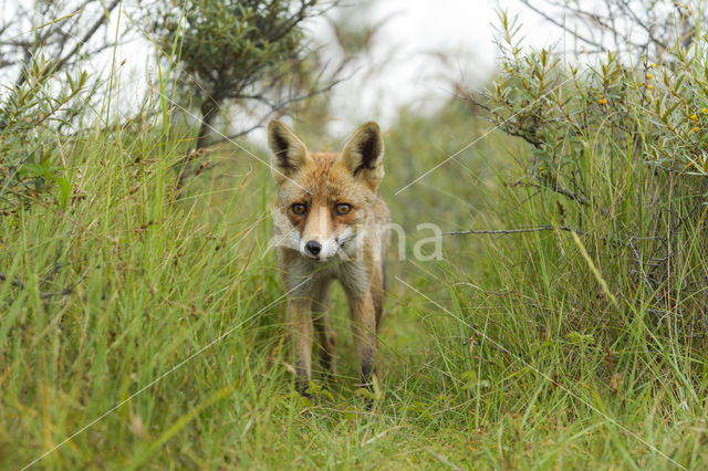 Vos (Vulpes vulpes)